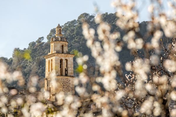 Mandelblüte im Dorf Caimari mit der Pfarrkirche Santa Maria auf Mallorca, Balearen, Spanien