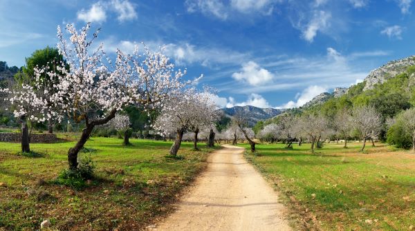 Mandelblüte auf Mallorca